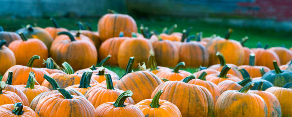 Pumpkins - Gourmet New England