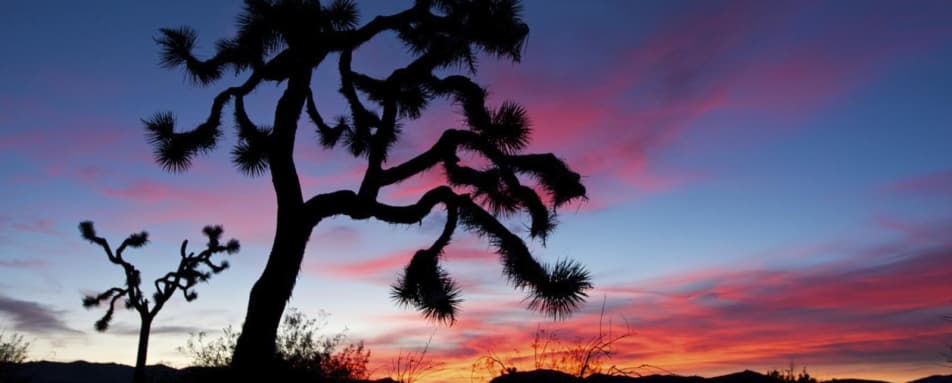 Joshua Tree National Park - Joshua Tree National Park