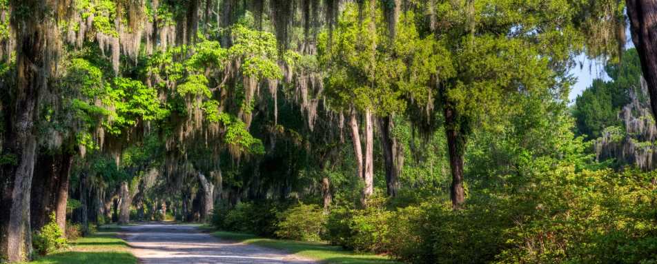 Spanish Moss - Classic Georgia and South Carolina