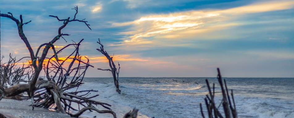 Driftwood Beach - Classic Georgia and South Carolina