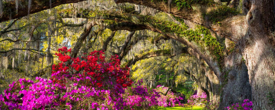 Magnolia Plantation - Classic Georgia and South Carolina