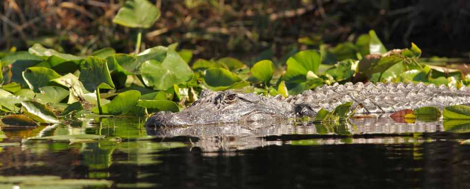 Alligator - Classic Georgia and South Carolina
