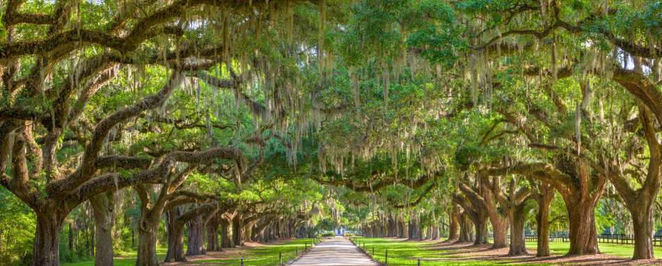 USA tree lined plantation entrance 