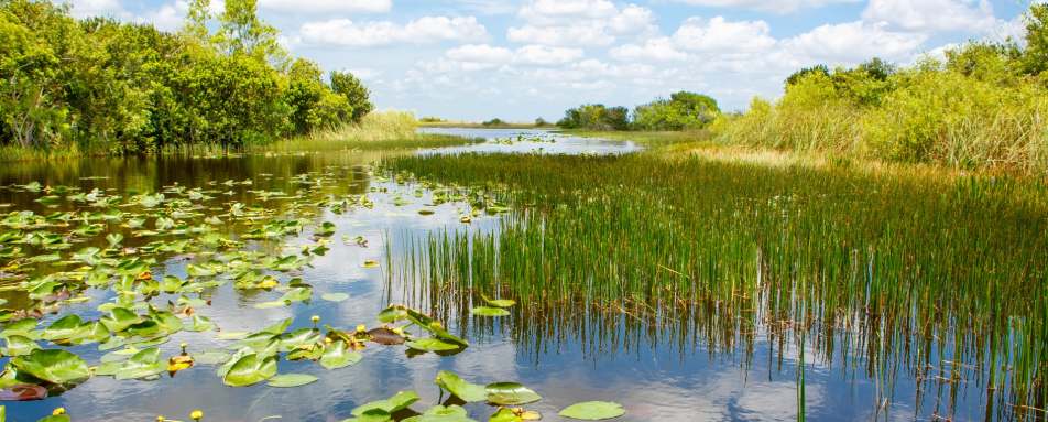 Everglades  