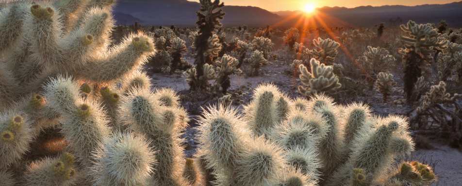 Joshua Tree National Park 