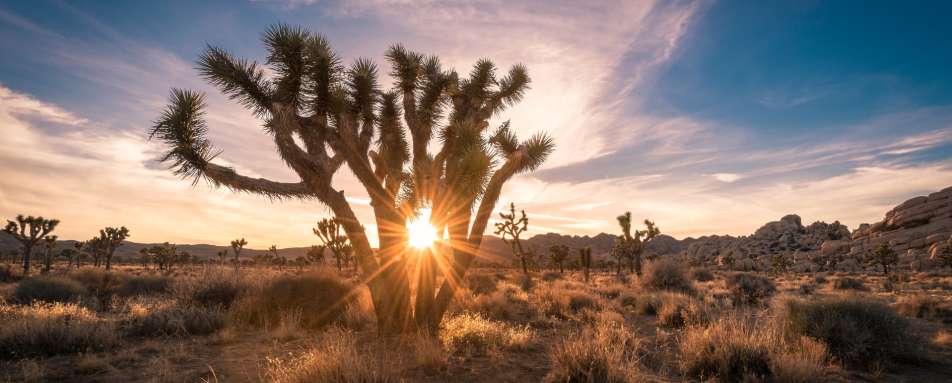 Joshua Tree National Park 