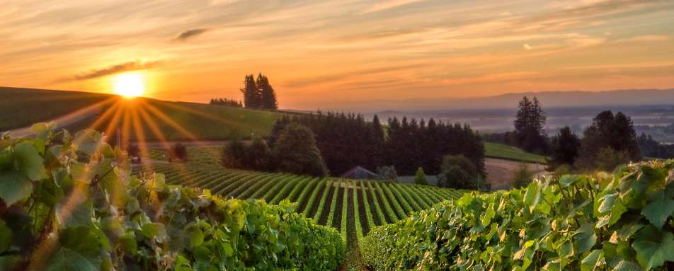Vineyard in Willamette Valley 