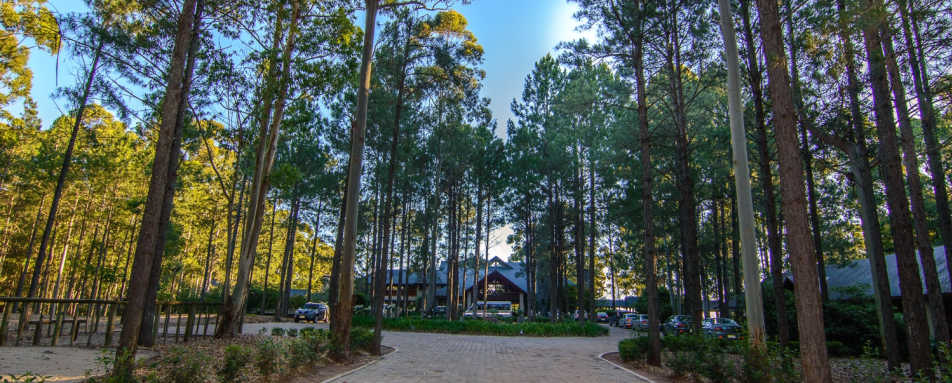 Pine forest - Carmelo Resort & Spa, A Hyatt Hotel