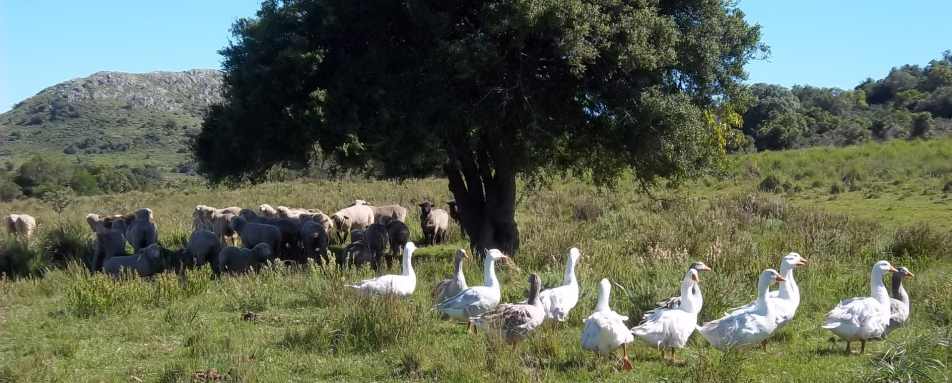 El Balcon Del Abra - Local Wildlife 