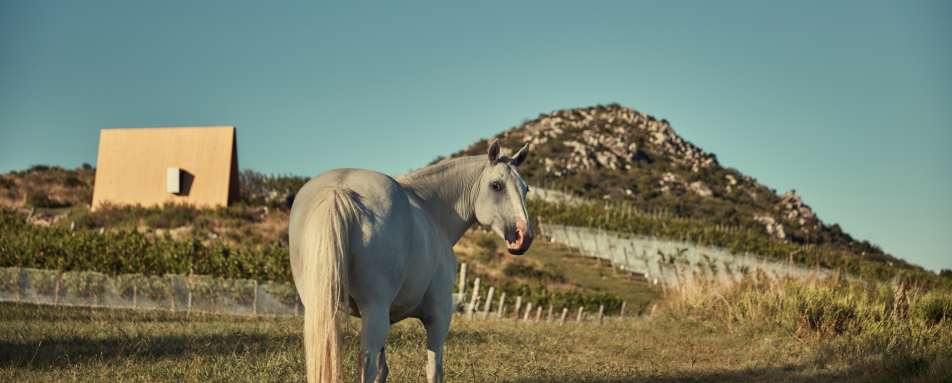 Horse - Sacromonte 