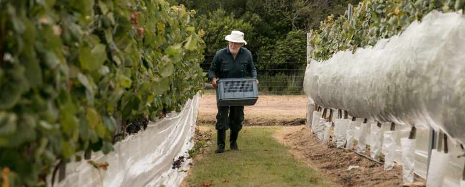 Vineyard - Sacromonte 