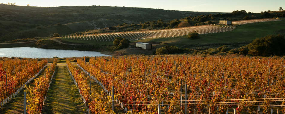 Vineyard in the Autumn - Sacromonte 