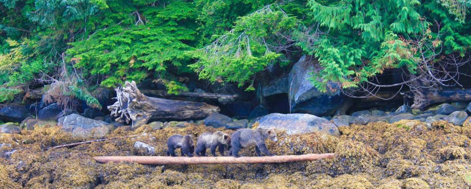 Great Bear Rainforest