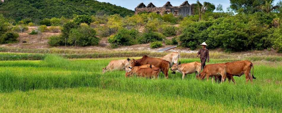 Bai San Ho - Paddy Fields 