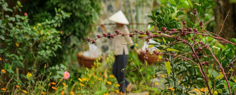 Gardens - Tam Coc Gardens