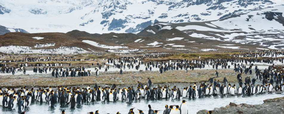 Penguins at South Georgia 