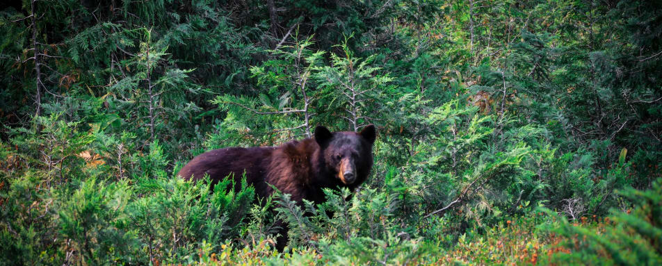 Black bear 