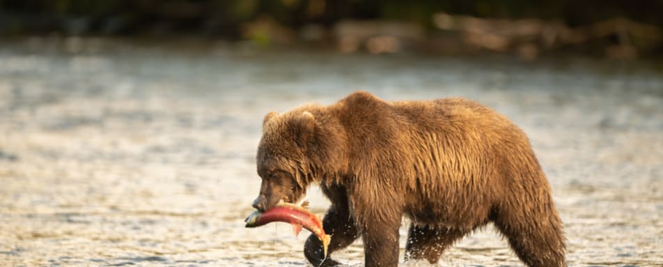 Grizzley bear with salmon 