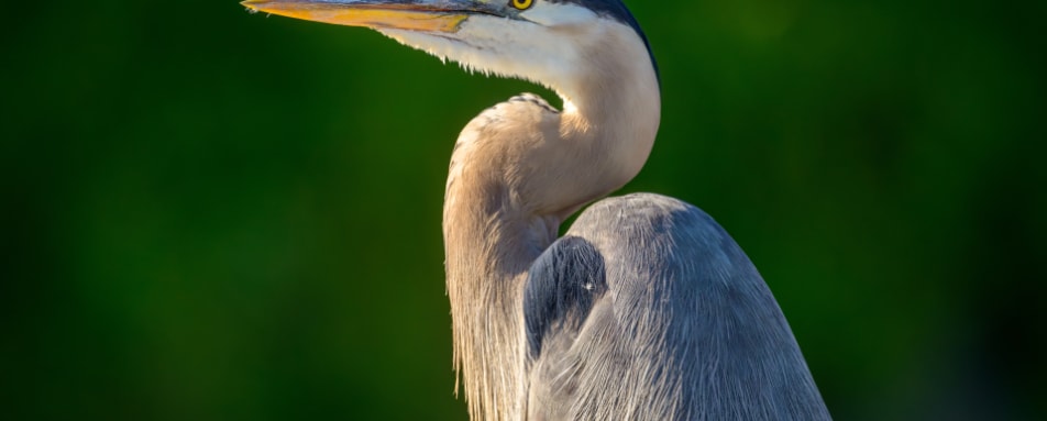 Great blue heron 