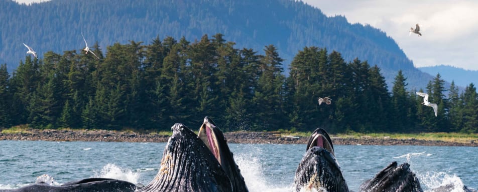 Humpback Whales 