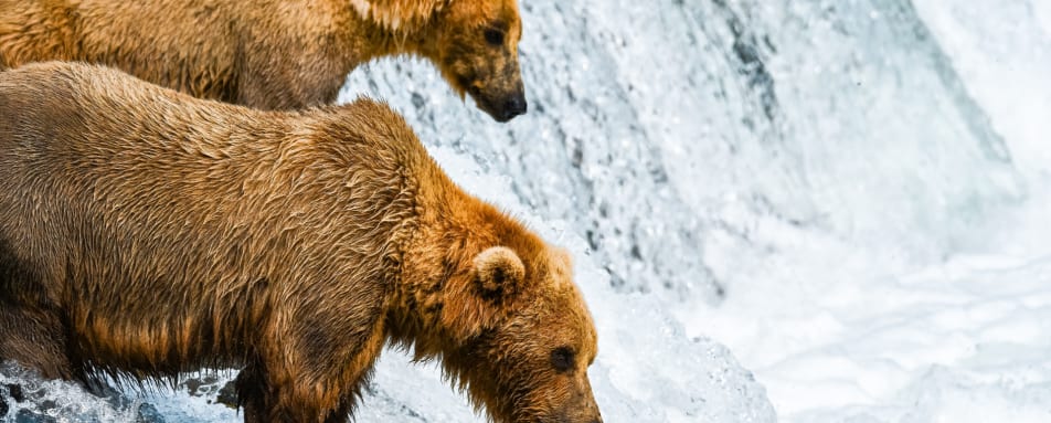 Bears in Waterfall 