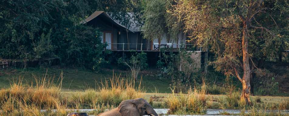 Elephants in front of tent 