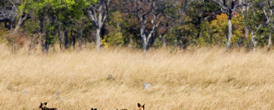 Family of Wild Dog - Busanga Bush Camp