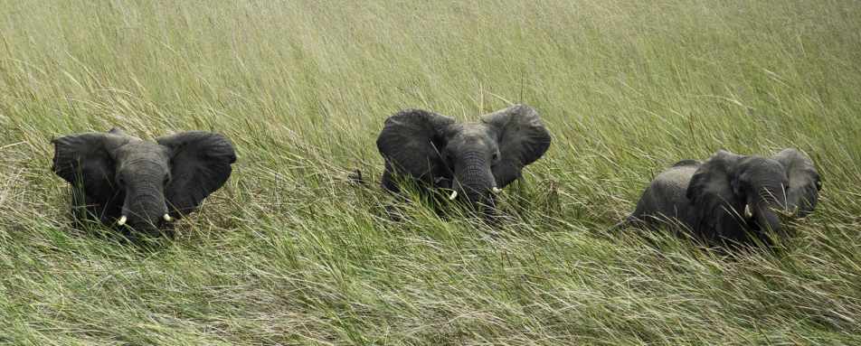 Elephant - Busanga Bush Camp