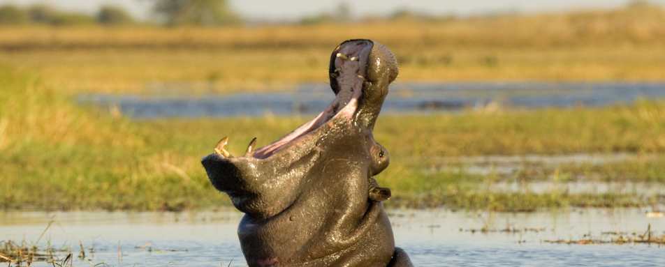 Hippo - Busanga Bush Camp