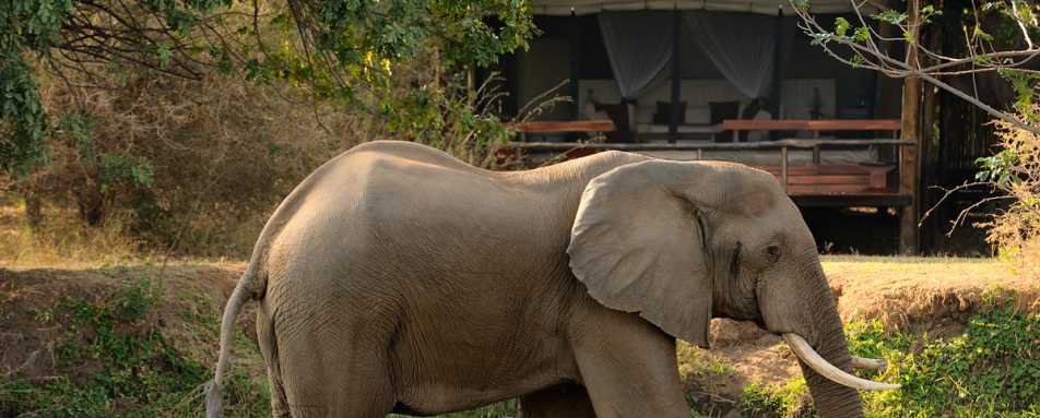 Elephant - Chiawa Camp