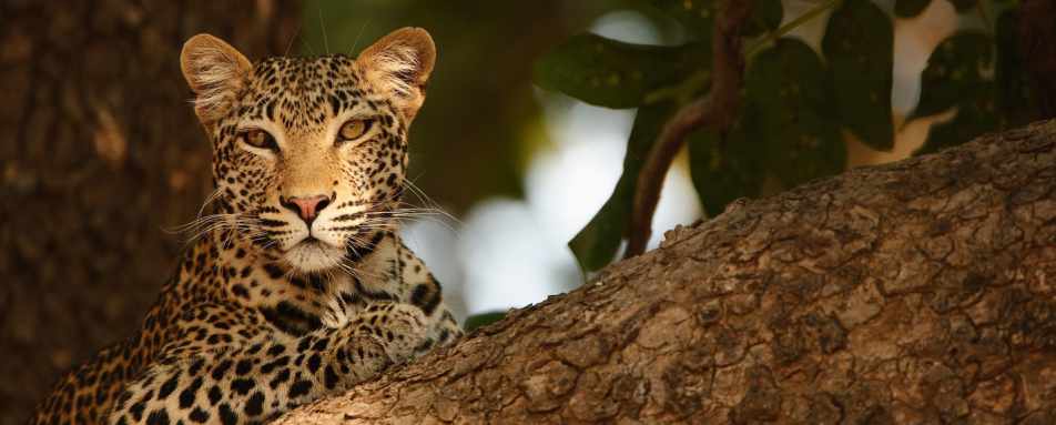 Leopard - Island Bush Camp
