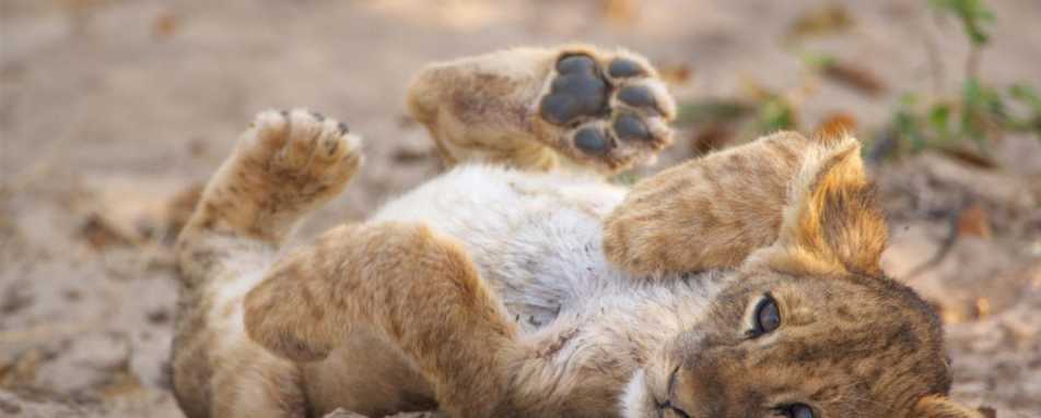Lion Cub - Island Bush Camp