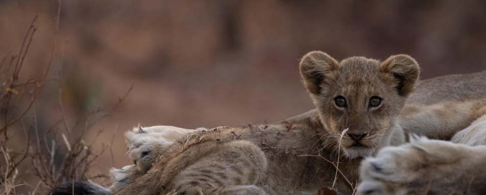 Lion Cub 