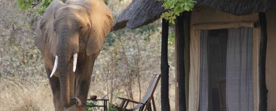 Elephant in camp - Mchenja Bush Camp