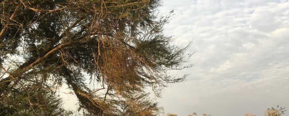 Camouflaged camp - Ntemwa Busanga Camp