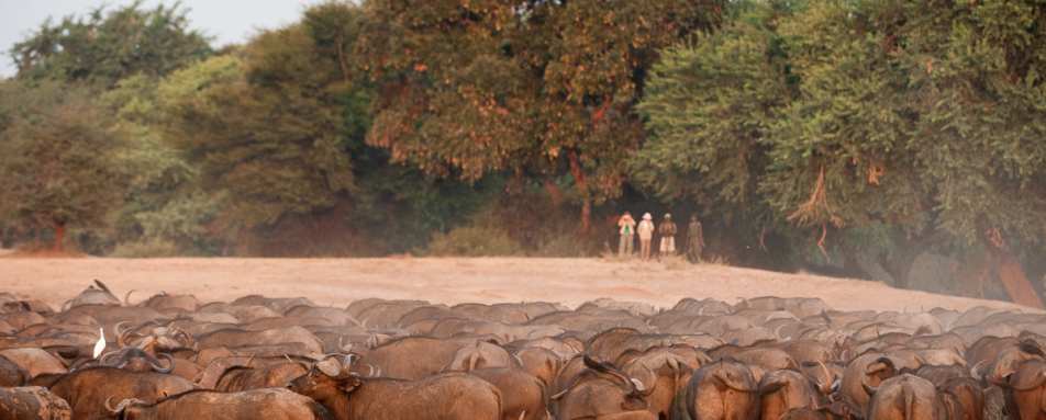 Walking safari at Old Mondoro
