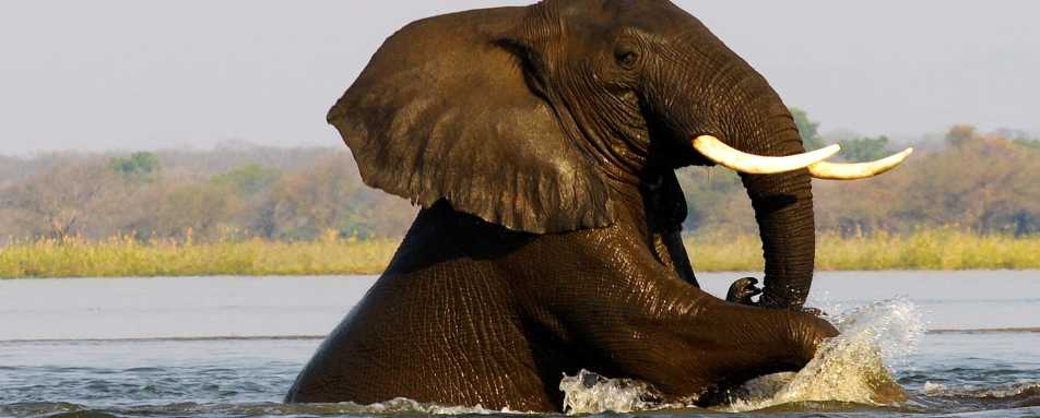 Elephant swimming - Old Mondoro