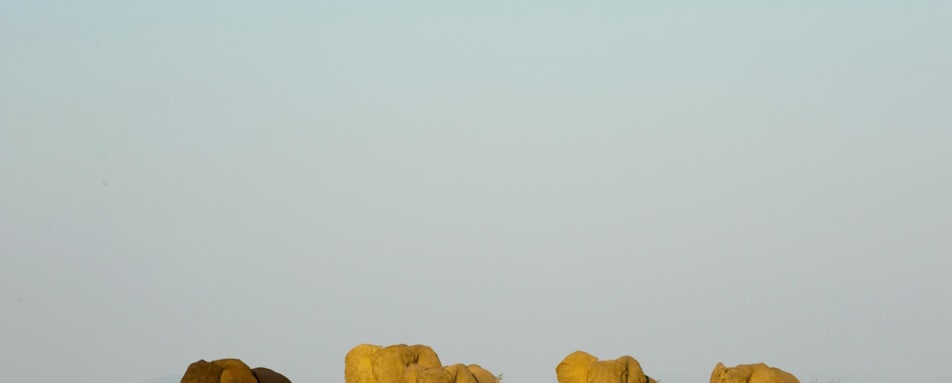 Elephants - Old Mondoro