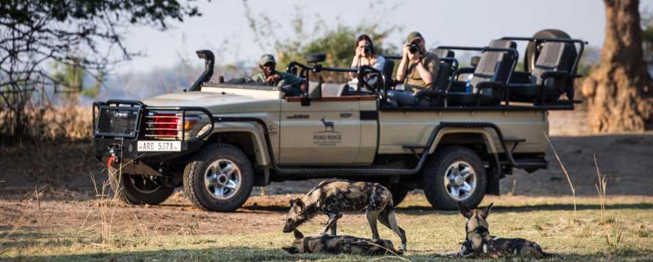Wild dog on game drive 