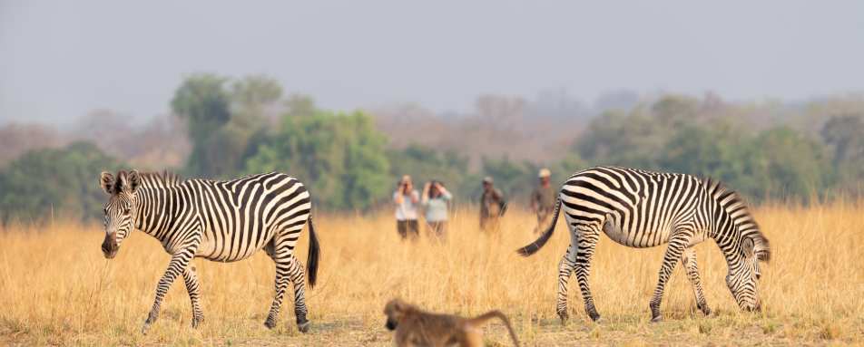 Zebra and baboon on walking safari 