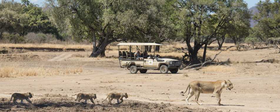 Lions on game drive 