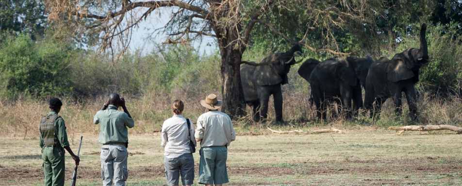 Walking Safari - Robin Pope Luangwa Bush Camping