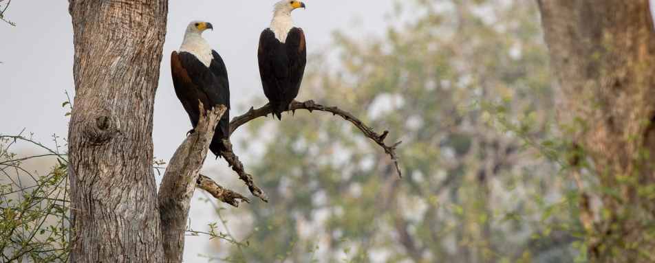 Fish Eagle - Robin Pope Luangwa Bush Camping