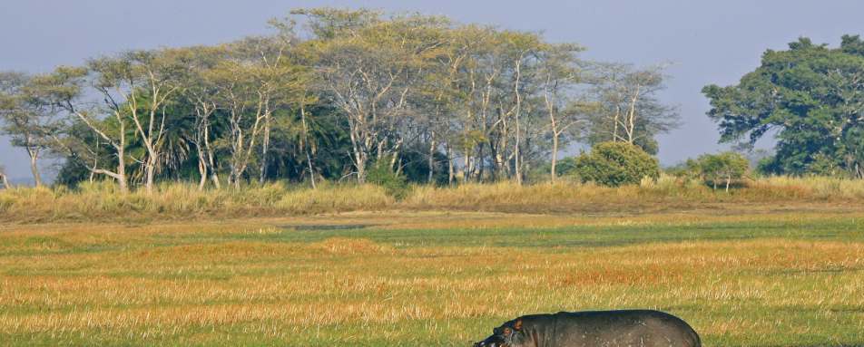 Hippo - Shumba Camp