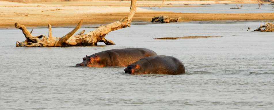 Hippos in the Luangwa River 