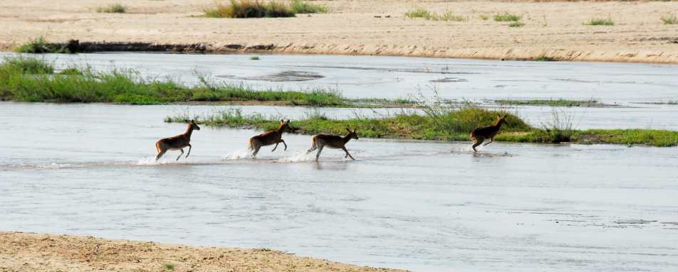 Impala crossing Mwaleshi River 