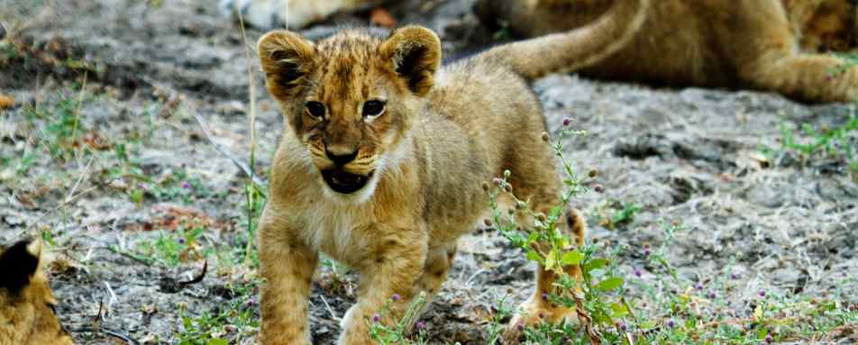 Lion cub - 