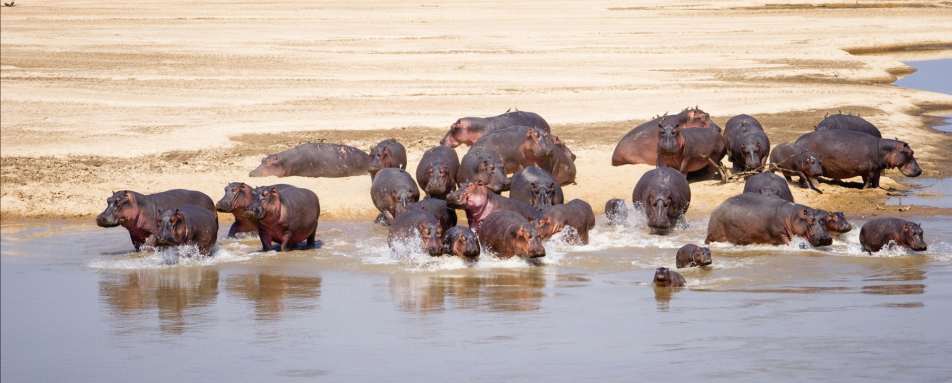 Hippos returning to Luangwa River - Classic Zambia and Malawi