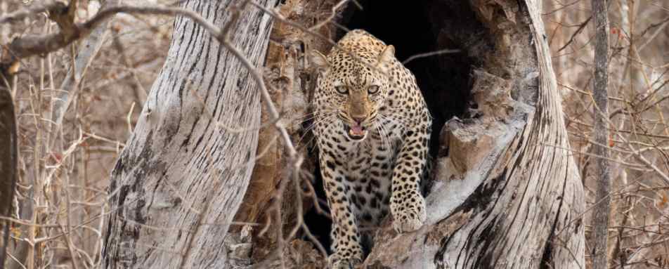 Leopard sighting in the South Luangwa 