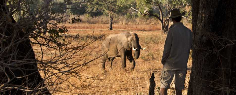 Elephant and guide - Best of Zambia